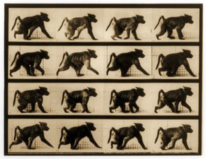 Image sequence of a Baboon running, 